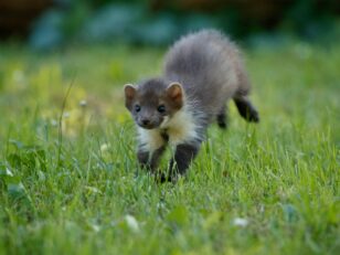beautiful-cute-beech-marten